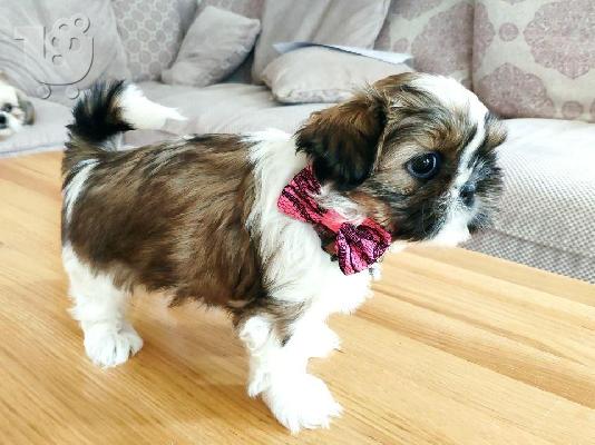 PoulaTo: Υπέροχα θηλυκά κουτάβια Shih Tzu